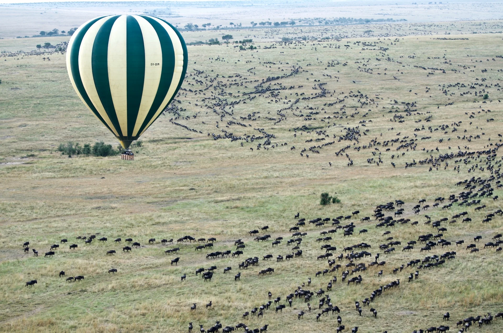 Great Migration in Maasai Mara, take a Hot Air Balloon Safari!